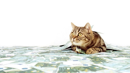 The cat lies on the banknotes and looks away. Cat and money.