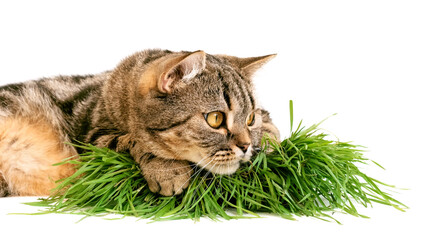 Cat on a white background with grass. The cat lies on a bowl of grass.