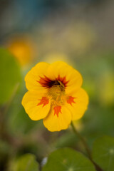 Yellow and Orange Flower 