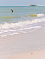 front view, very far distance of a brown pelican diving for a fish meal off the tropical shore on gulf of Mexico