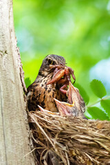bird on tree in the nest feeds the hatched chicks with worms and insects, taking care of the offspring