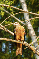 hawk sits on tree branch on the background of forest, predatory hawk on the hunt, ornithology of birds of prey