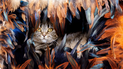 The cat is hiding behind the feathers. Cat among feathers on a black background.