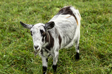 Naklejka na ściany i meble a black-and-white wool goat grazes on a pasture, the concept of agriculture.goat's milk