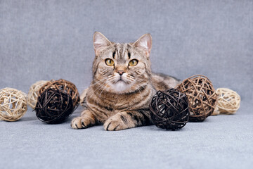 Cat on a gray background with rattan balls. Scottish thoroughbred tabby cat.