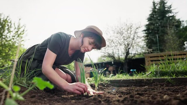 Young woman wearing straw hat and a dress plant vegetables cuttling in spring shot in 4k super slow motion