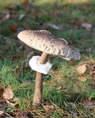 mushroom in the forest