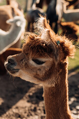 Obraz premium Funny portrait of cute young alpaca onfarm. Agricultural industry. Beauty of nature. Agrotourism. Natural materials. Beautiful animals. Wool and its production.