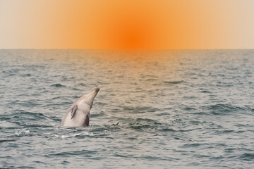 Dolphin in the sunset - 469172898