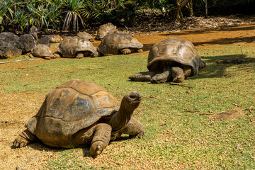 Giant turtles in tropical Island Mauritius at La Vanille Nature Park. Hight quality photo