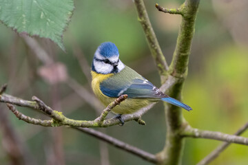Eurasian blue tit (Cyanistes caeruleus) perched on a branch in a UK garden