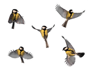 set of bird tits in flight on a white isolated background