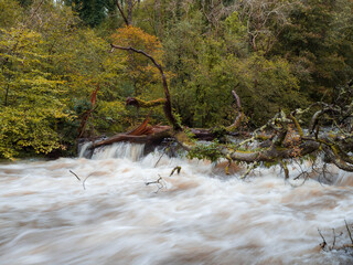 Water surging past a fallen tree in a river swollen with flood water in North Wales