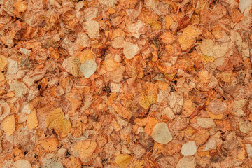 Top view of dry autumn leaves on the ground as fall season background