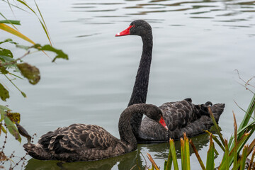 Black swans with red beaks on a lake