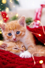 Two Ginger kittens playing with Christmas lights on red. Orange red Cat happy dreams. Holidays card pets.