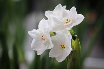 Closeup of paper white narcissus flowers blooming - obrazy, fototapety, plakaty