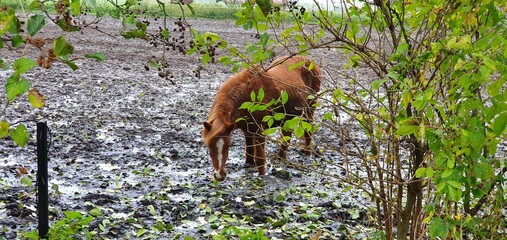 horses in farm