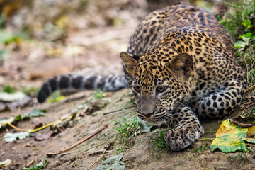 Sri Lankan leopard cub, Panthera pardus kotiya