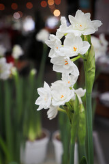 Vertical photo of paper white narcissus flowers