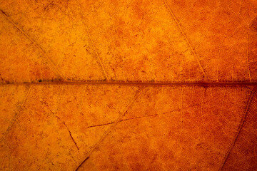 Close up of a yellow, orange, brown leaf. macro photography