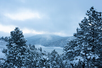 snow covered trees