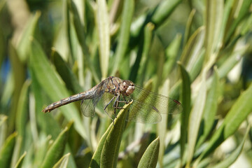 dragonfly on a olive branch