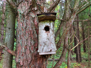 Wooden bird cage high in a tree. Wooden house with a round entrance in a tree.