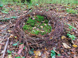 Empty Bird's nest on branches tree in the nature