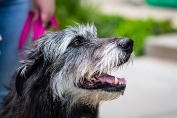 shaggy dog looking right with mouth open