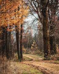 Herbstliche Stimmung im Wald, Goldener Herbst, Wälder, Wald, Indian Summer