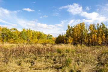 Fototapeta premium Manitoba Landscape
