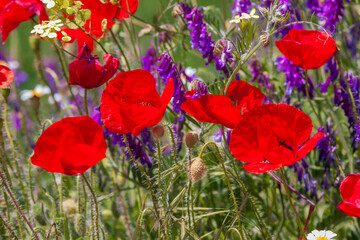 Obraz premium poppies in the field