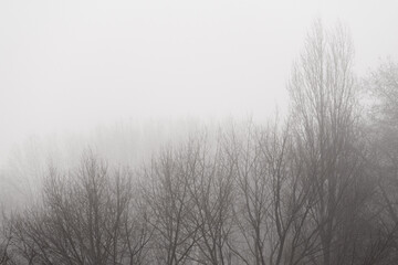 Obraz na płótnie Canvas Bare trees in the morning mist