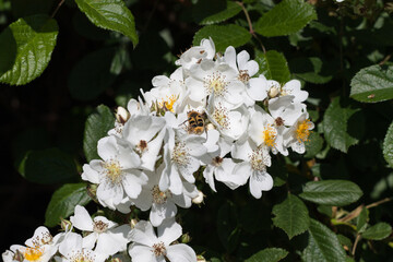 Bee on white wild roses, parque Urbano do Rio Ul, São João da Madeira