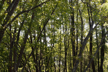 Trees in the woods, Parque Urbano do Rio Ul, São João da Madeira