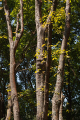 Fototapeta premium Tree trunks in the forest, Parque Urbano do Rio Ul, São João da Madeira