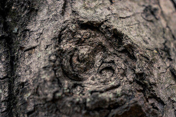 Park nowohucki, Kraków, Polska. Jesienne widoki na park i detale.