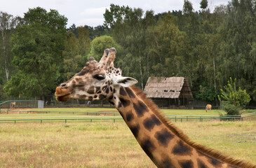 Giraffe in Gdansk town. Poland - 469179612