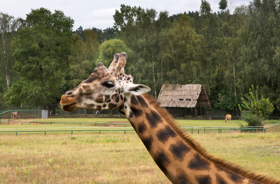 Giraffe in Gdansk town. Poland