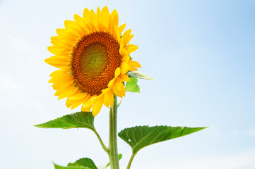 Sunflower flower on blue sky background. High quality photo