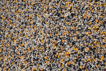 close up of multicolored seeds corn 