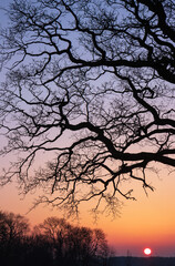 Kahle Eiche im Winter