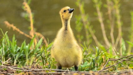Naklejka na ściany i meble A baby Canada Goose, a gosling, looks up at the new large surroundings.