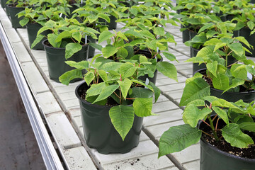 Potted green poinsettias growing on tables before Christmas