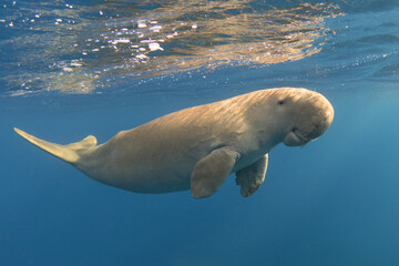 Calm dugong near the ocean surface. Cute marine animal. Rare sea mammal (Dugong dugon) - obrazy, fototapety, plakaty