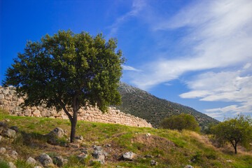 ancient Rome antique ruins country side hills summer landscape of Italy with lonely tree in bright and colorful day