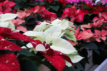 Background of various colored poinsettias on tables