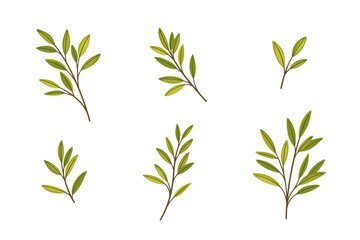 Set of green branches with leaves. Flat vector illustration.