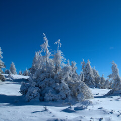 Snow covered trees